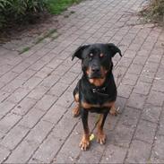 Blanding af racer shila