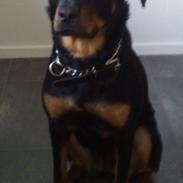 Blanding af racer shila