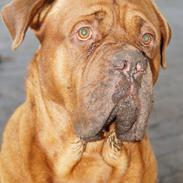 Dogue de bordeaux Max