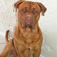 Dogue de bordeaux Max