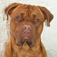 Dogue de bordeaux Max