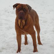 Dogue de bordeaux Max