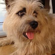 Cairn terrier Muffi