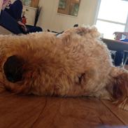 Airedale terrier Airedale terrier Spiceaway Vindicate (Valley)