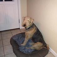 Airedale terrier  Airedale terrier Spiceaway Vindicate (Valley)