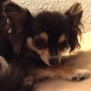 Chihuahua Freja