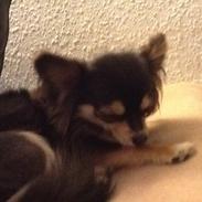 Chihuahua Freja