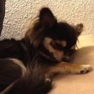 Chihuahua Freja