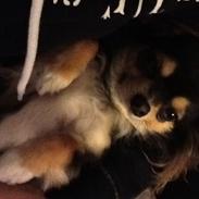 Chihuahua Freja