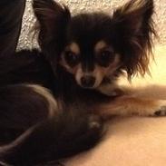 Chihuahua Freja