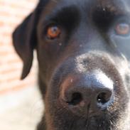 Labrador retriever Zenta