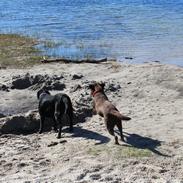 Labrador retriever Zenta