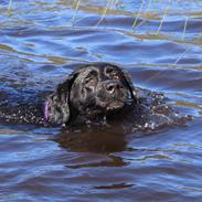 Labrador retriever Zenta
