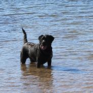 Labrador retriever Zenta