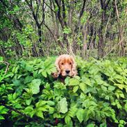 Cocker spaniel Bernard