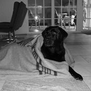 Labrador retriever Zenta