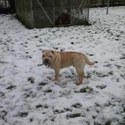 Shar pei Akeeni Toyson
