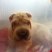 Shar pei Akeeni Toyson