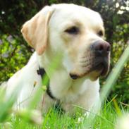 Labrador retriever Abel