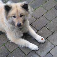 Eurasier Tinke