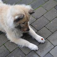 Eurasier Tinke