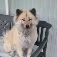 Eurasier Tinke