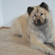 Eurasier Tinke