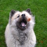 Eurasier Tinke
