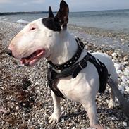 Bullterrier Nimbus