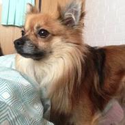 Blanding af racer chihuahua/pomeranian - Paco