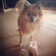 Blanding af racer chihuahua/pomeranian - Paco