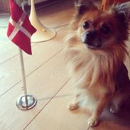 Blanding af racer chihuahua/pomeranian - Paco