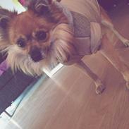 Blanding af racer chihuahua/pomeranian - Paco