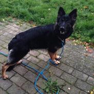Schæferhund Freja