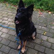 Schæferhund Freja