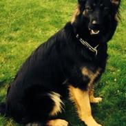 Schæferhund Freja