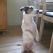 Jack russell terrier Trunte