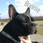 Fransk bulldog Bonni