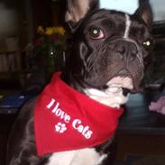 Fransk bulldog Bonni