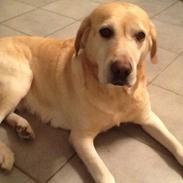 Labrador retriever Daisy