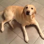 Labrador retriever Daisy