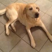 Labrador retriever Daisy