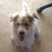 Jack russell terrier Rex