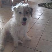 Jack russell terrier Rex