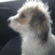 Jack russell terrier Rex