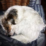 Jack russell terrier Rex