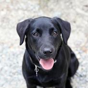 Labrador retriever Alba