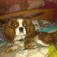 Cavalier king charles spaniel Baloo