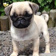 Mops Karla