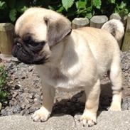 Mops Karla
